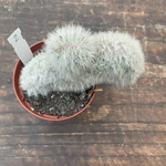 Cleistocactus crestato