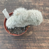 Cleistocactus crestato