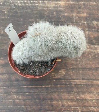 Cleistocactus crestato