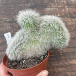 Cleistocactus crestato