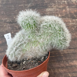Cleistocactus crestato