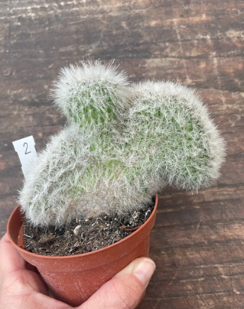 Cleistocactus crestato