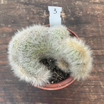 Cleistocactus crestato