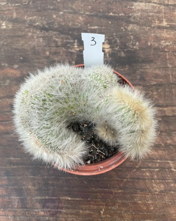 Cleistocactus crestato
