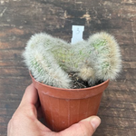 Cleistocactus crestato