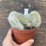 Cleistocactus crestato