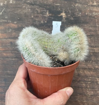 Cleistocactus crestato