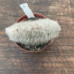 Cleistocactus crestato