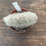 Cleistocactus crestato