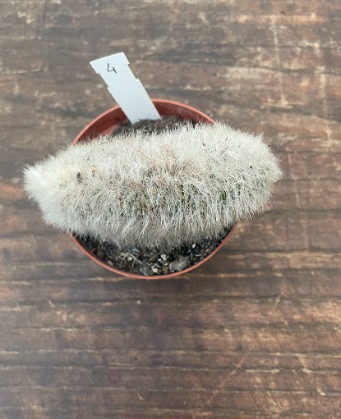 Cleistocactus crestato