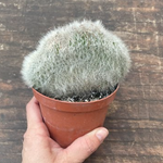 Cleistocactus crestato