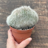 Cleistocactus crestato