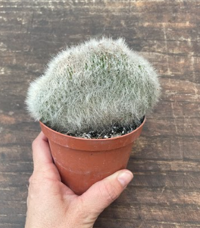 Cleistocactus crestato