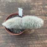 Cleistocactus crestato