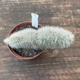 Cleistocactus crestato