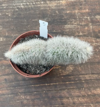 Cleistocactus crestato