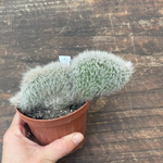 Cleistocactus crestato