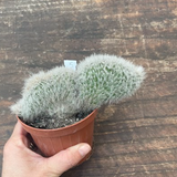Cleistocactus crestato