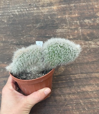 Cleistocactus crestato