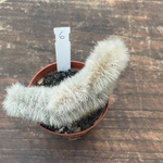 Cleistocactus crestato
