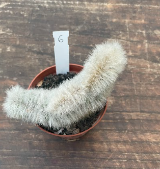 Cleistocactus crestato