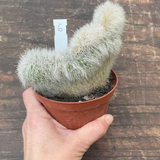 Cleistocactus crestato