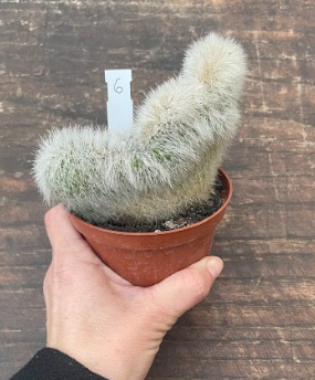 Cleistocactus crestato