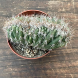 Pilosocereus palmeri cristatus