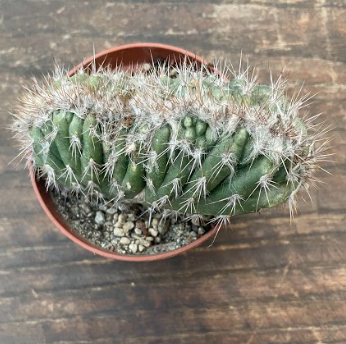 Pilosocereus palmeri cristatus