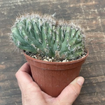 Pilosocereus palmeri cristatus
