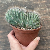 Pilosocereus palmeri cristatus
