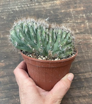 Pilosocereus palmeri cristatus