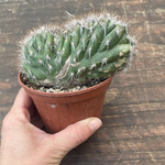 Pilosocereus palmeri cristatus