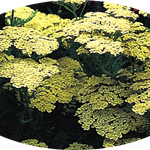 Achillea 'Moonshine' v. 9 cm
