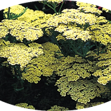 Achillea 'Moonshine' v. 9 cm