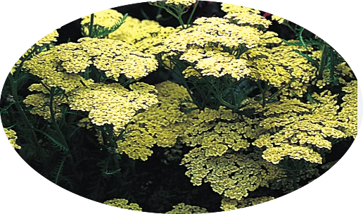 Achillea 'Moonshine' v. 9 cm