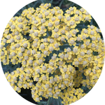 Achillea 'Moonshine' v. 9 cm