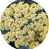 Achillea 'Moonshine' v. 9 cm