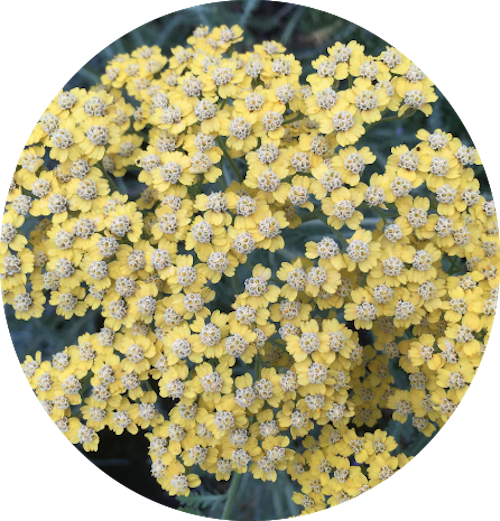 Achillea 'Moonshine' v. 9 cm