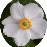 Anemone hyb. 'Andrea Atkinson' 9 cm pot