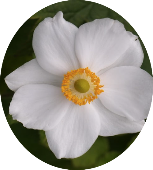 Anemone hyb. 'Andrea Atkinson' 9 cm pot