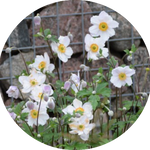 Anemone hyb. 'Andrea Atkinson' 9 cm pot