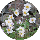 Anemone hyb. 'Andrea Atkinson' 9 cm pot