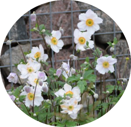 Anemone hyb. 'Andrea Atkinson' 9 cm pot
