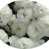 Achillea ptarmica 'Peter Cottontail' ® 9 cm pot