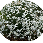 Achillea ptarmica 'Peter Cottontail' ® 9 cm pot