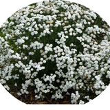 Achillea ptarmica 'Peter Cottontail' ® 9 cm pot