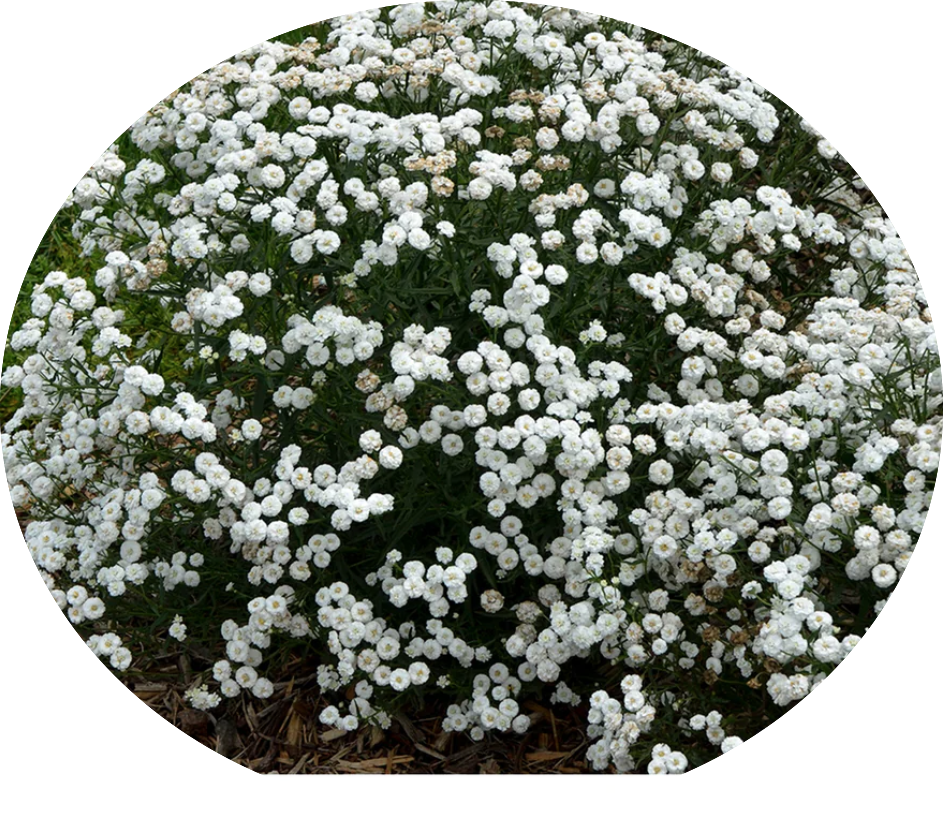 Achillea ptarmica 'Peter Cottontail' ® 9 cm pot