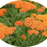 Achillea 'Walter Funcke' 9 cm pot