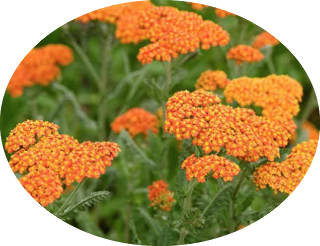Achillea 'Walter Funcke' 9 cm pot